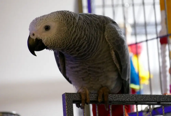 Mr Pickles The African Grey Parrot